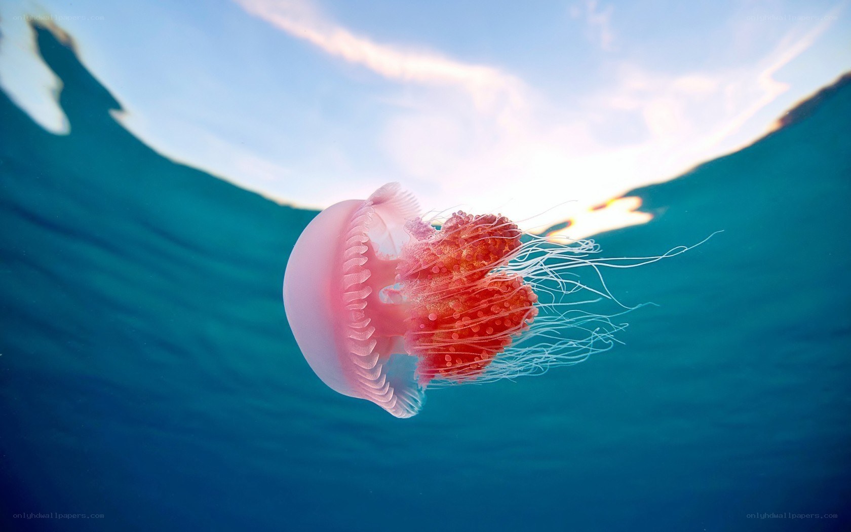 Jellyfish swimming underwater