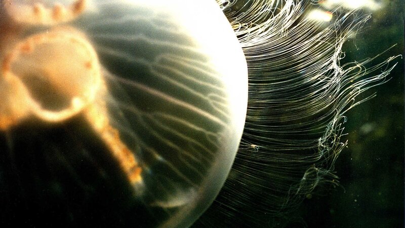 Jellyfish Tentacles