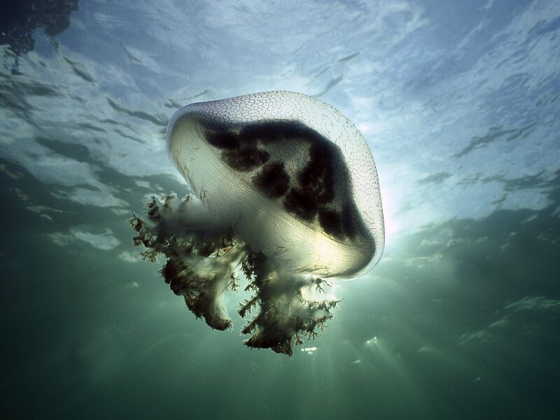 Jellyfish under sunlight