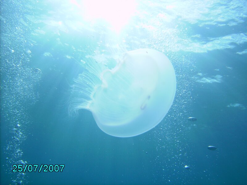 Jellyfish under sunlight