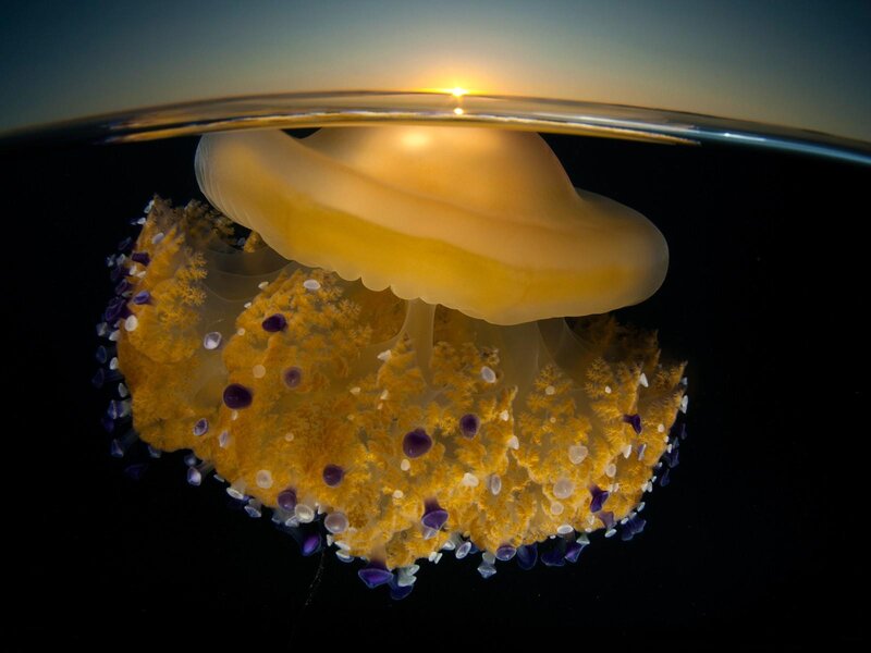 Jellyfish under Water