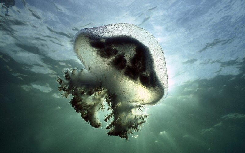 Jellyfish underwater