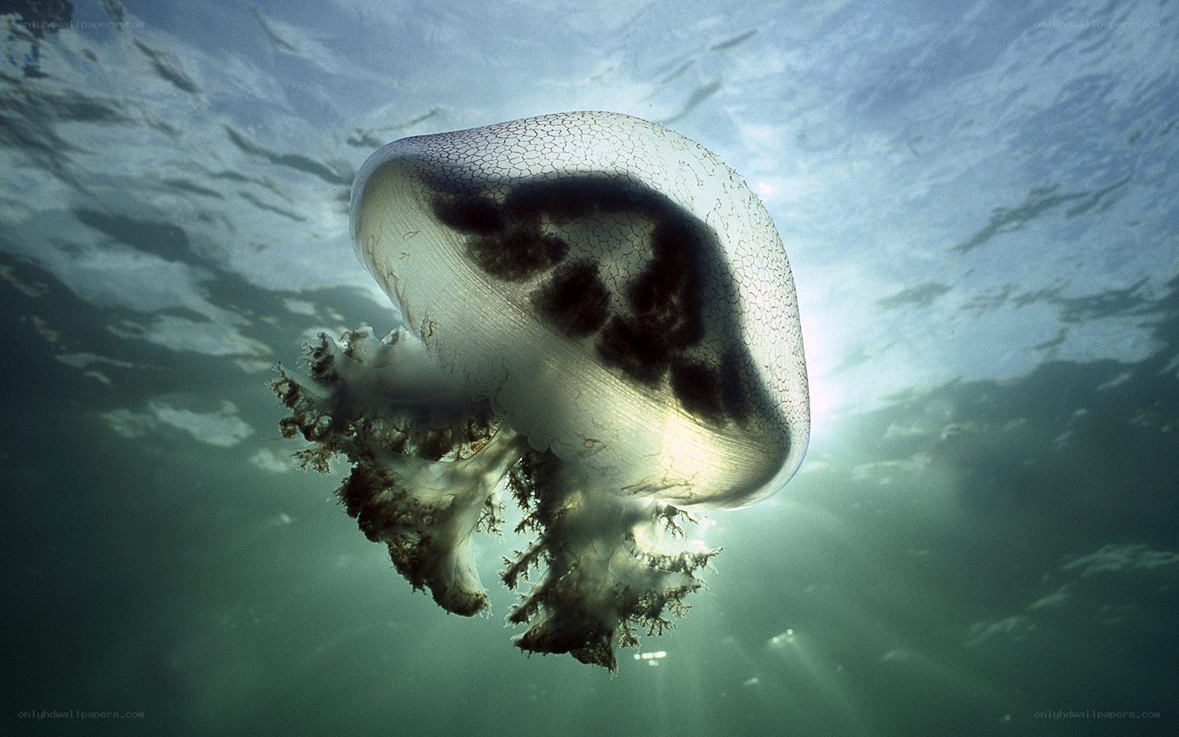 Jellyfish underwater