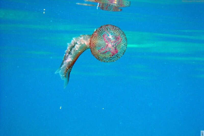 Jellyfish underwater