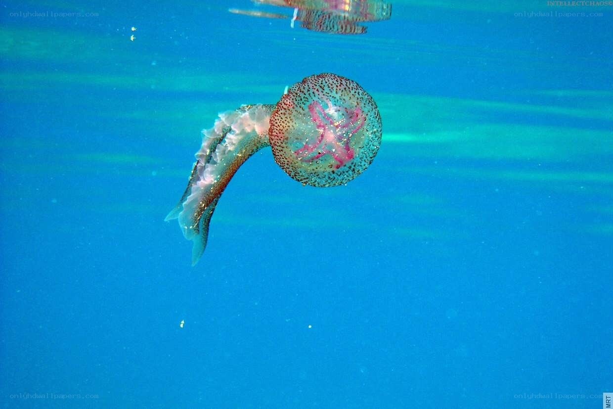Jellyfish underwater