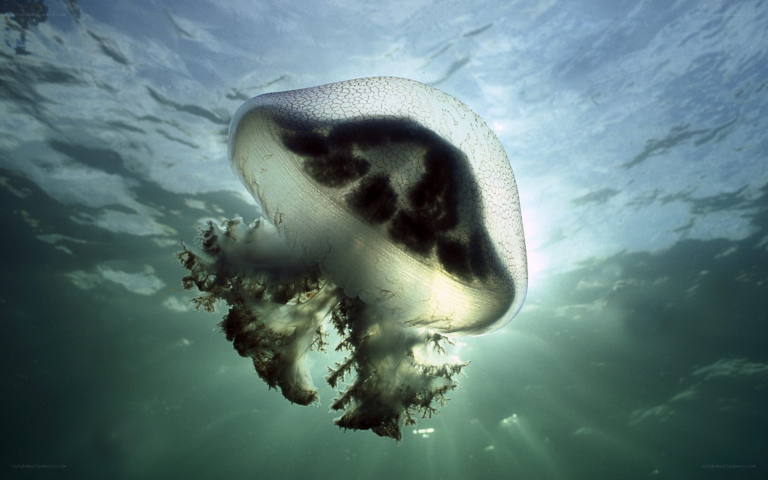 Jellyfish underwater
