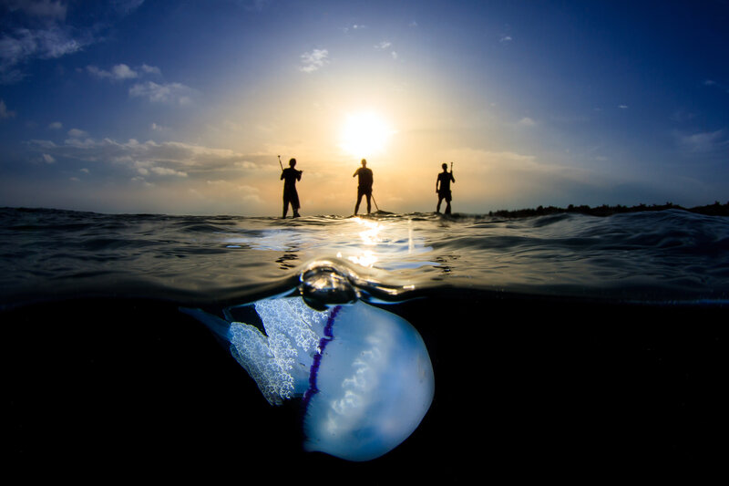 Jellyfish Underwater — Blue, Dramatic