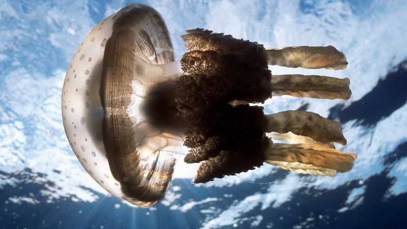 Jellyfish Underwater — Blue, Serene, Afternoon, Photograph, Ocean, Sunlight