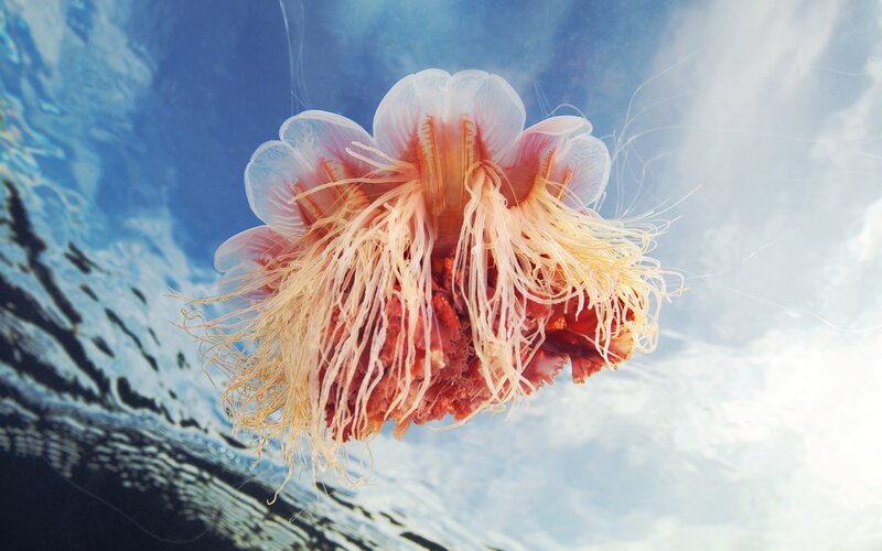 Jellyfish Underwater — Blue, Serene