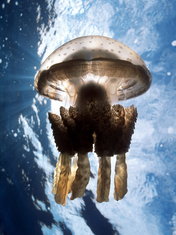 Jellyfish underwater