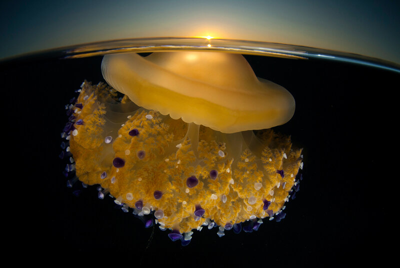 Jellyfish Underwater — Yellow