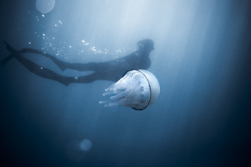 Jellyfish with Diver