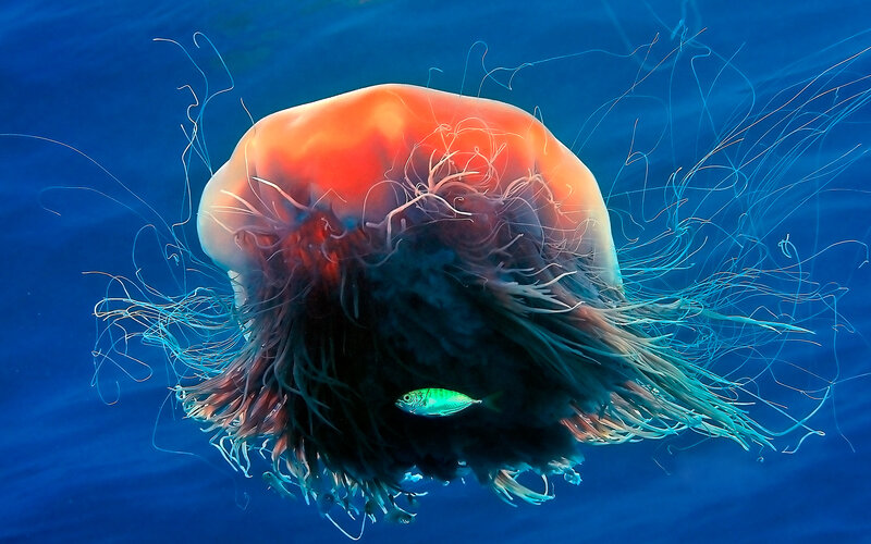 Jellyfish with Fish — Blue, Serene