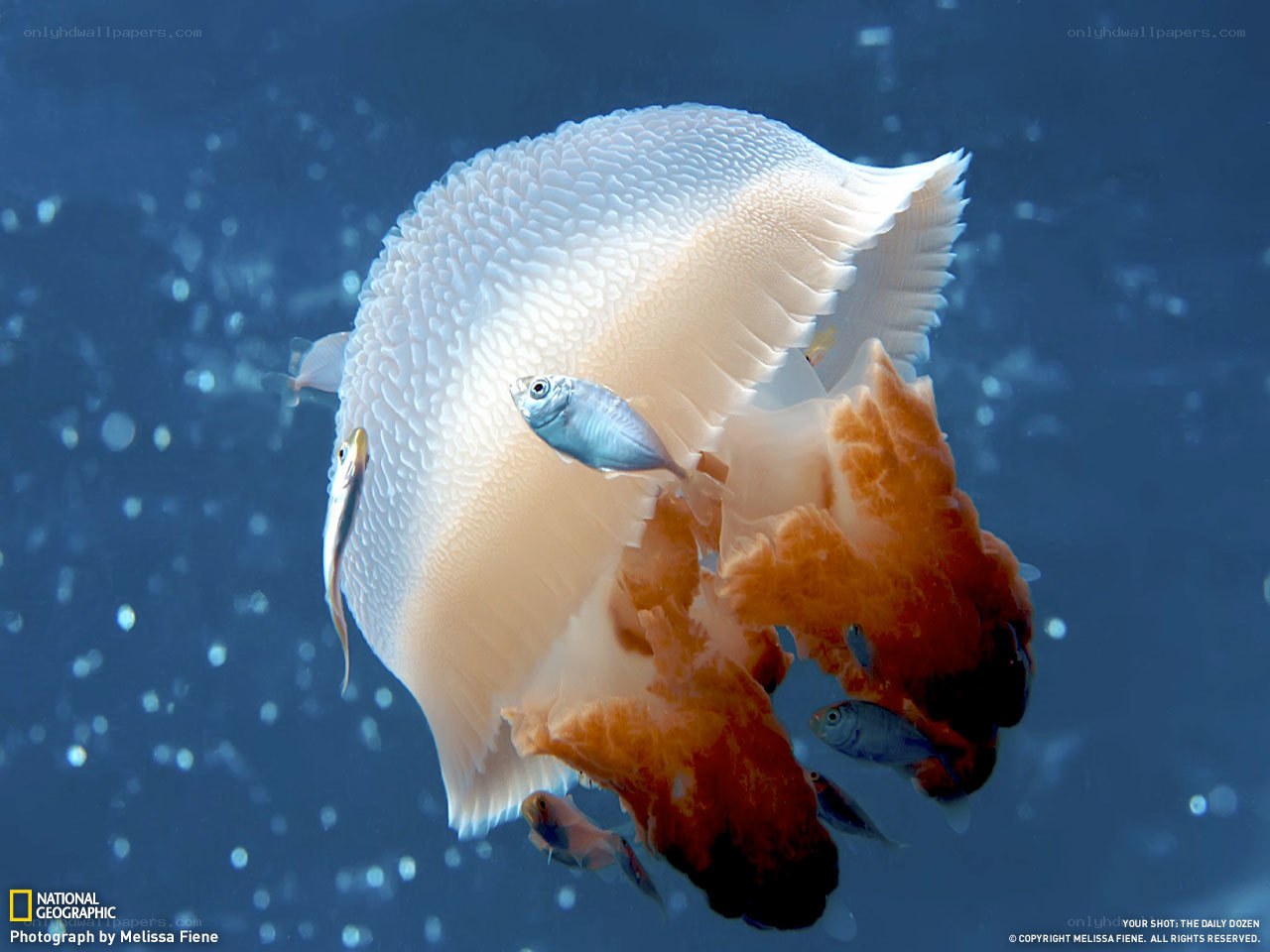 Jellyfish with fish companions