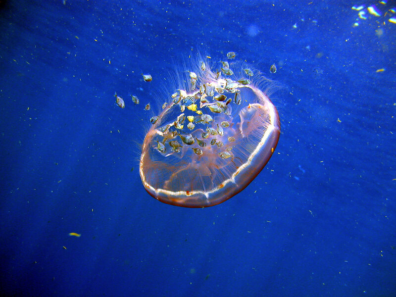 Jellyfish with fish in deep blue water