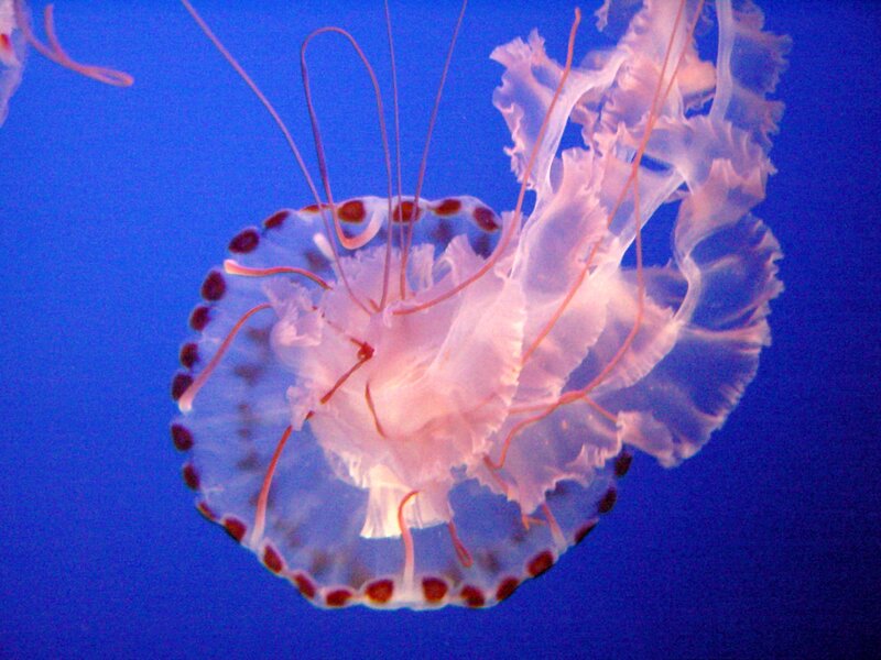 jellyfish with red spots