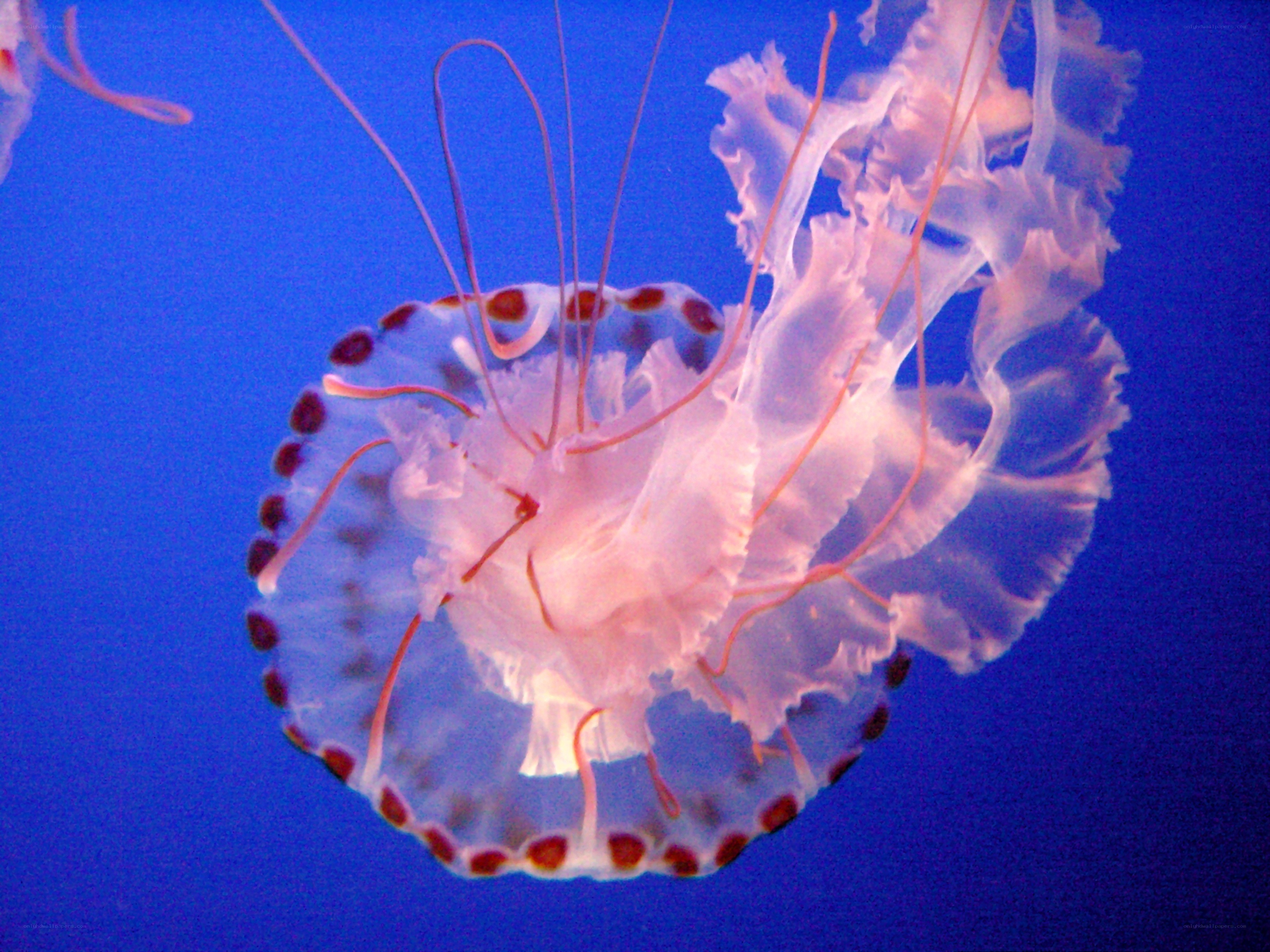 jellyfish with red spots