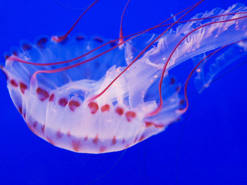 Jellyfish with red tentacles