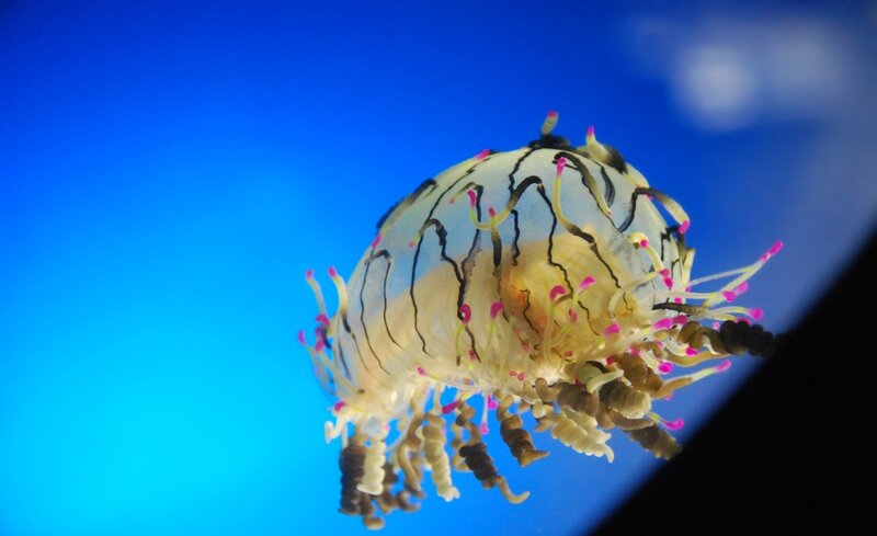 Jellyfish with Tentacles — Blue
