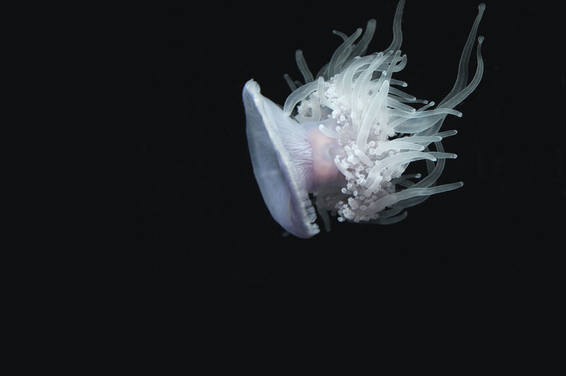 jellyfish with tentacles