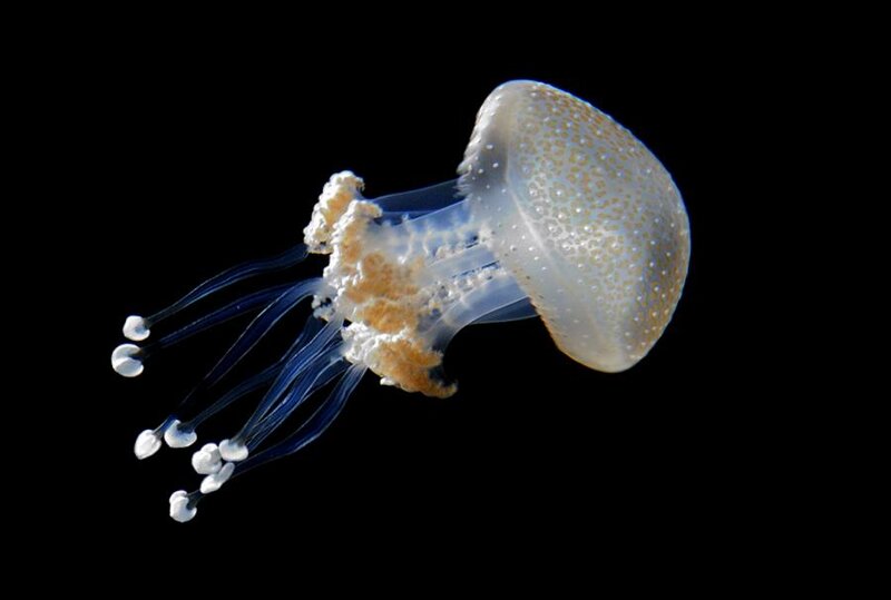 Jellyfish with Tentacles — White
