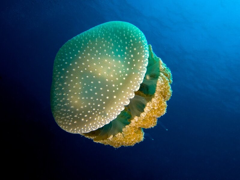 Jellyfish with white spots