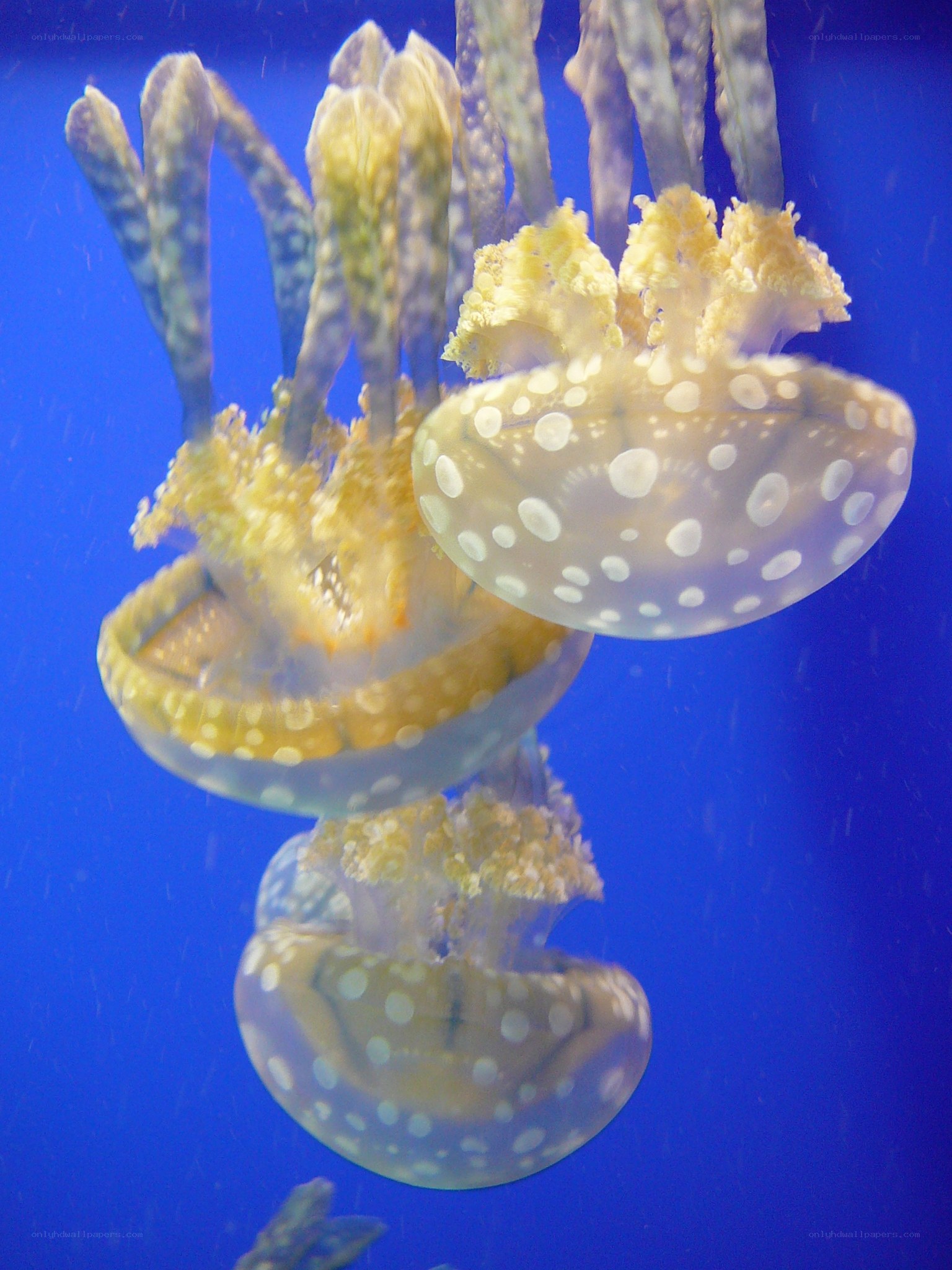 jellyfish with white spots