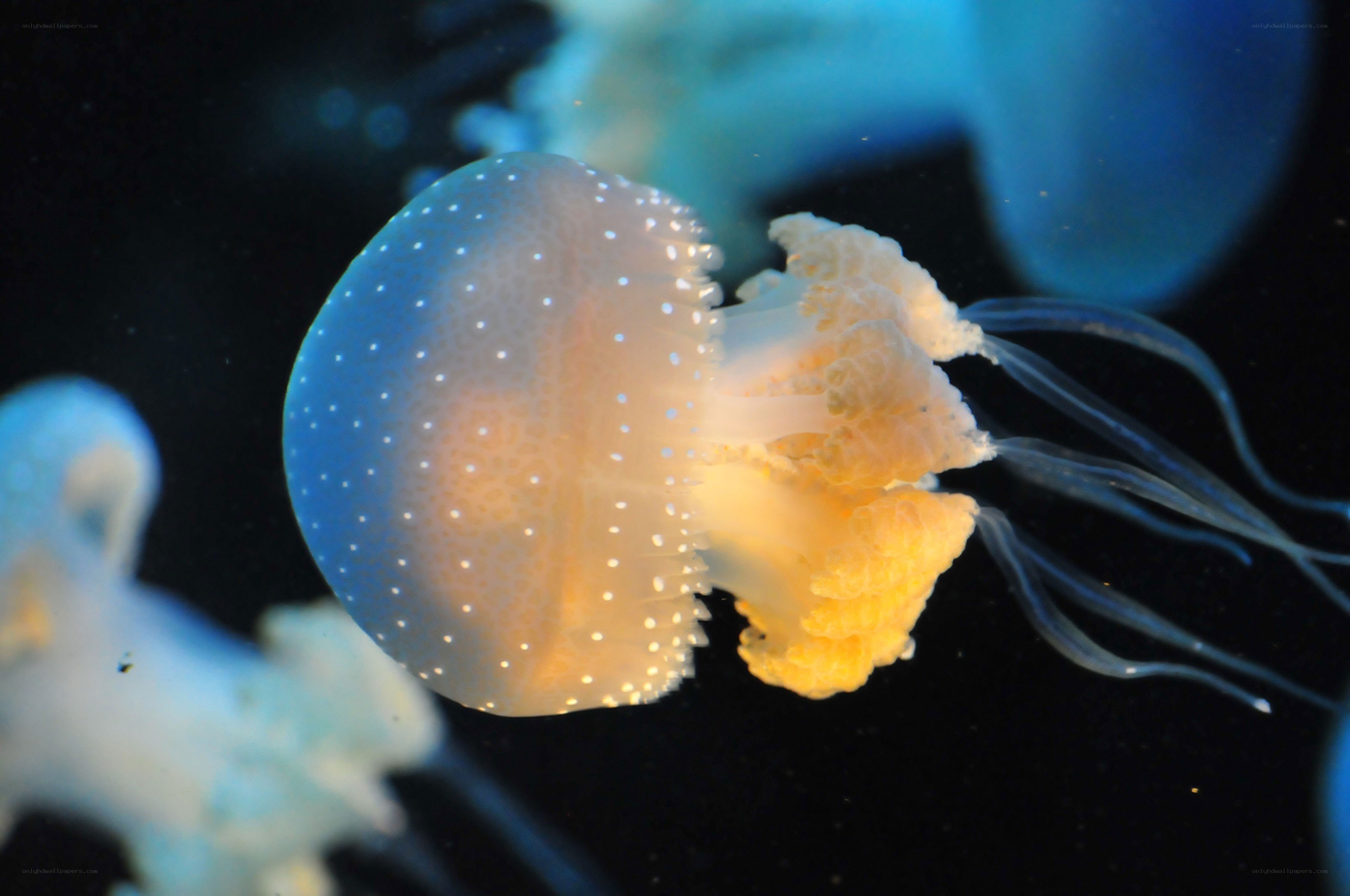 jellyfish with white spots
