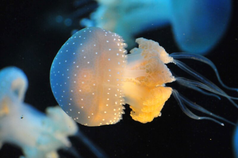 Jellyfish with White Spots — Blue