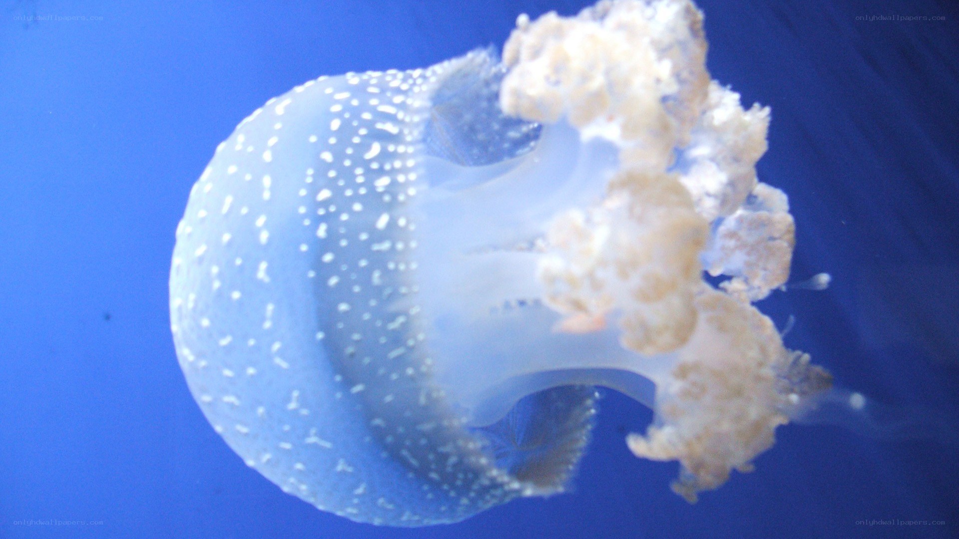 jellyfish with white spots