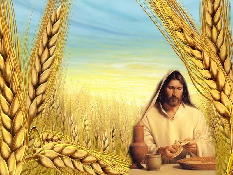 Jesus in Wheat Field