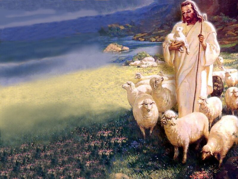 Jesus with Sheep — White, Serene, Afternoon