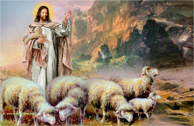 Jesus with Sheep — White, Serene