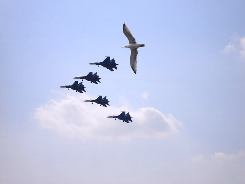 Jet Fighters and a Seagull