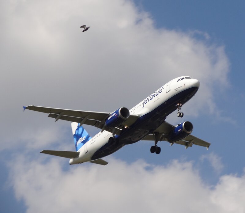 JetBlue Airplane in Flight — Blue