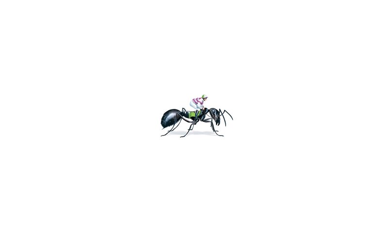 Jockey Riding Ant