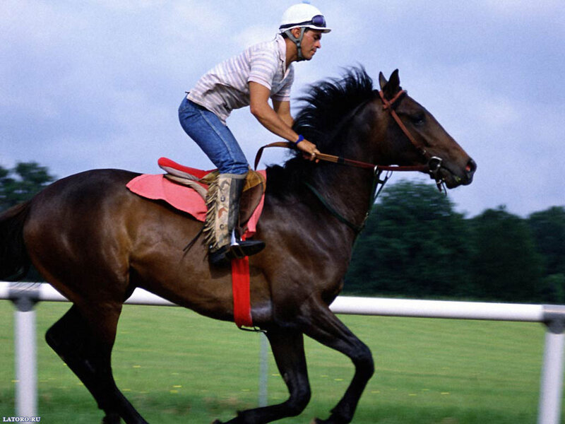 Jockey Riding Horse — Brown