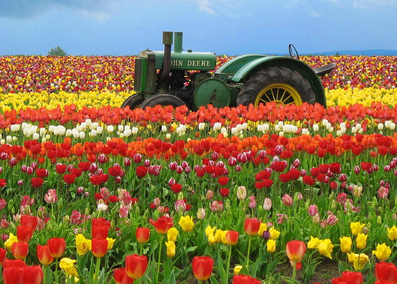 John Deere Tractor in Tulip Field