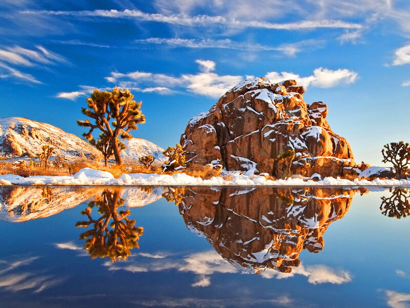 Joshua Tree and Rock