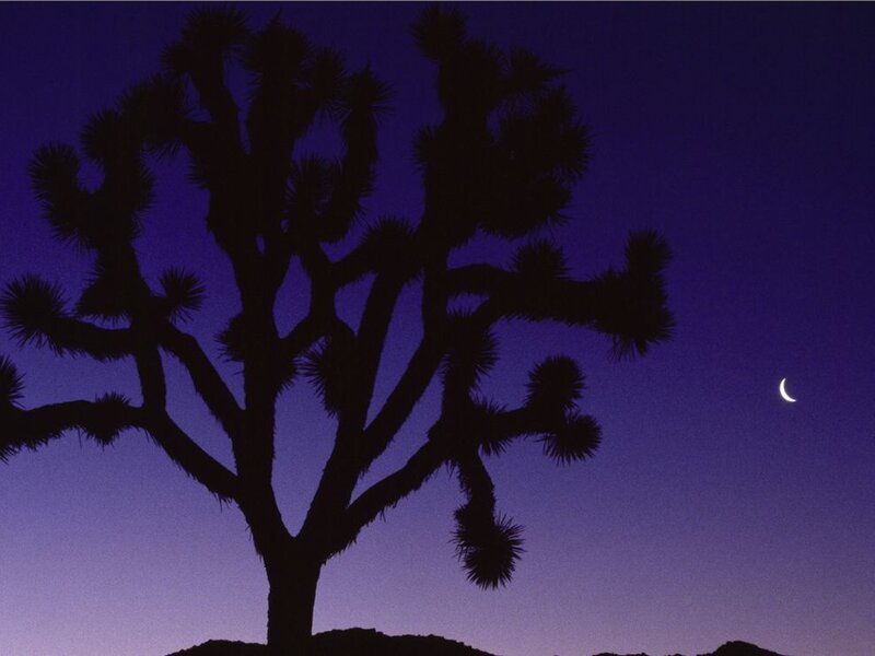 Joshua tree at dusk with crescent moon