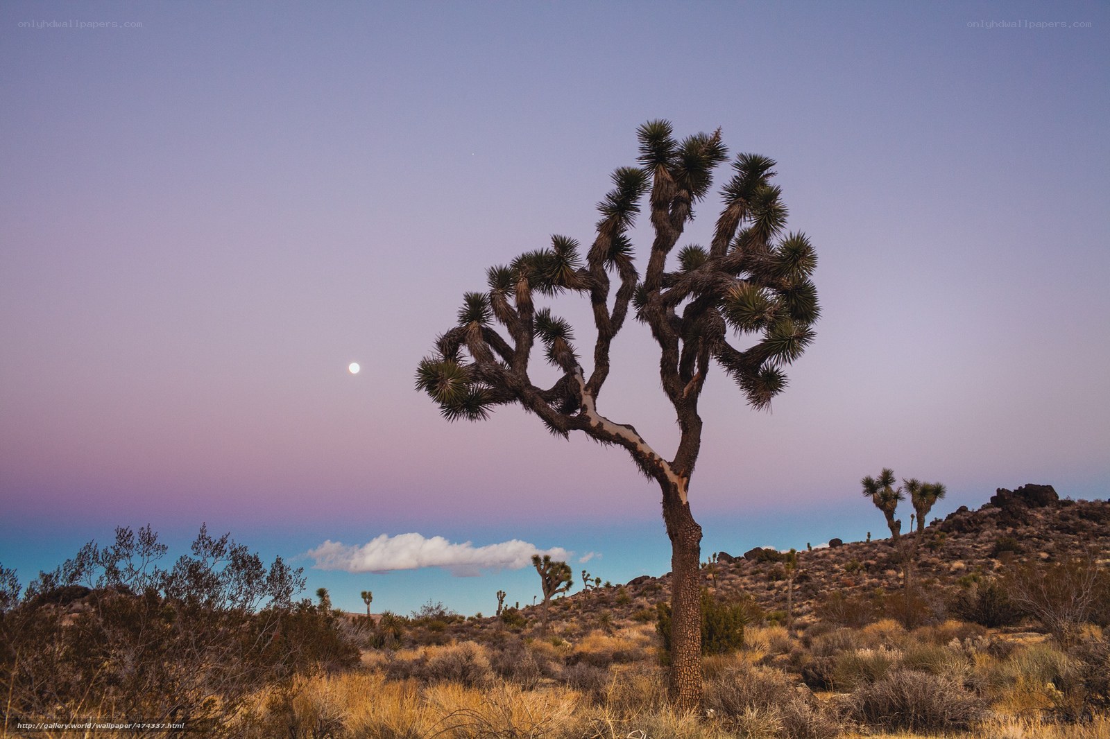 Joshua tree at dusk with moon