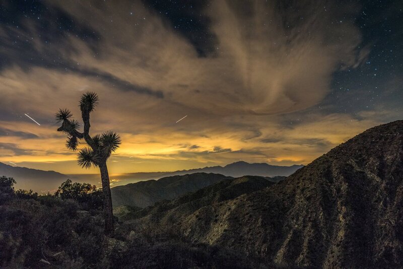 Joshua Tree at Night