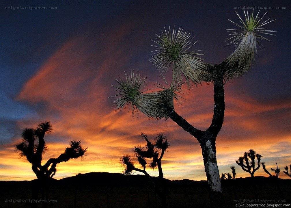 Joshua tree at sunset