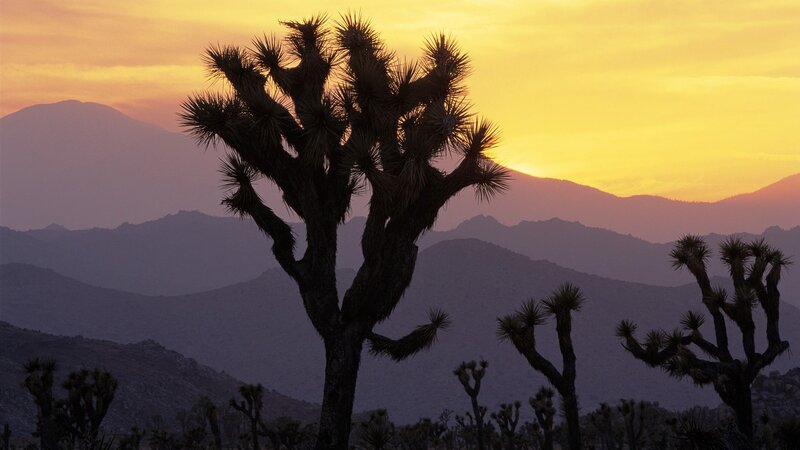 Joshua tree at sunset