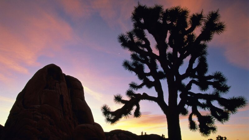Joshua tree at sunset