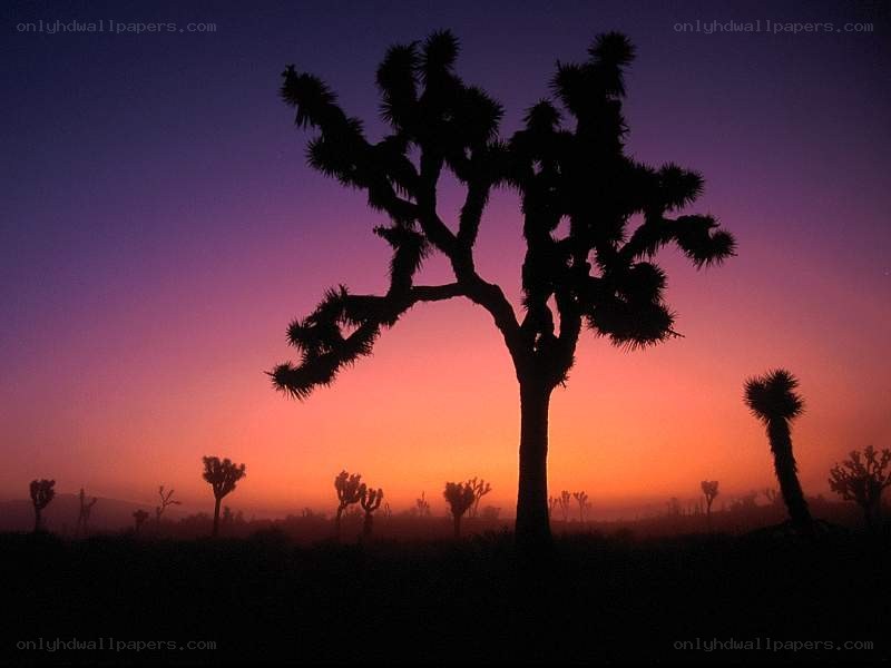 Joshua tree at sunset