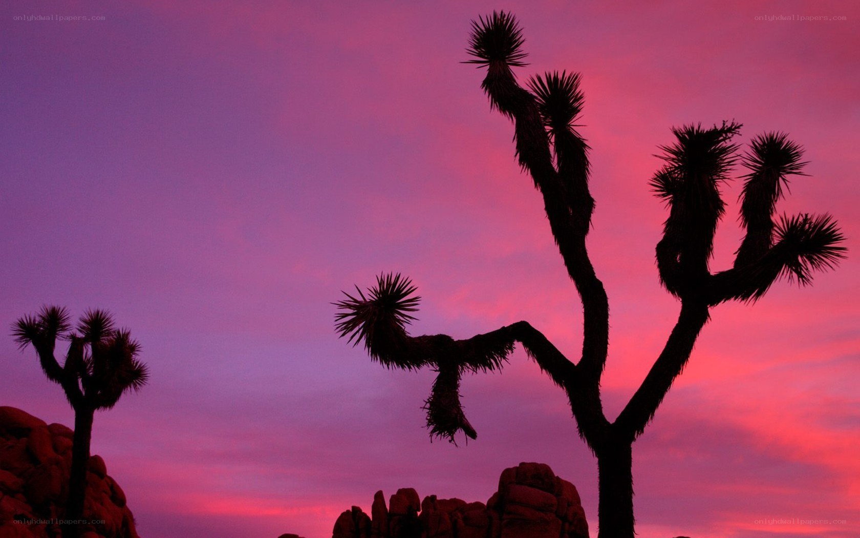 Joshua tree at sunset