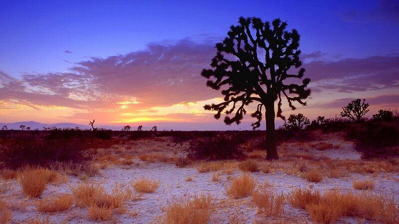 Joshua tree at sunset