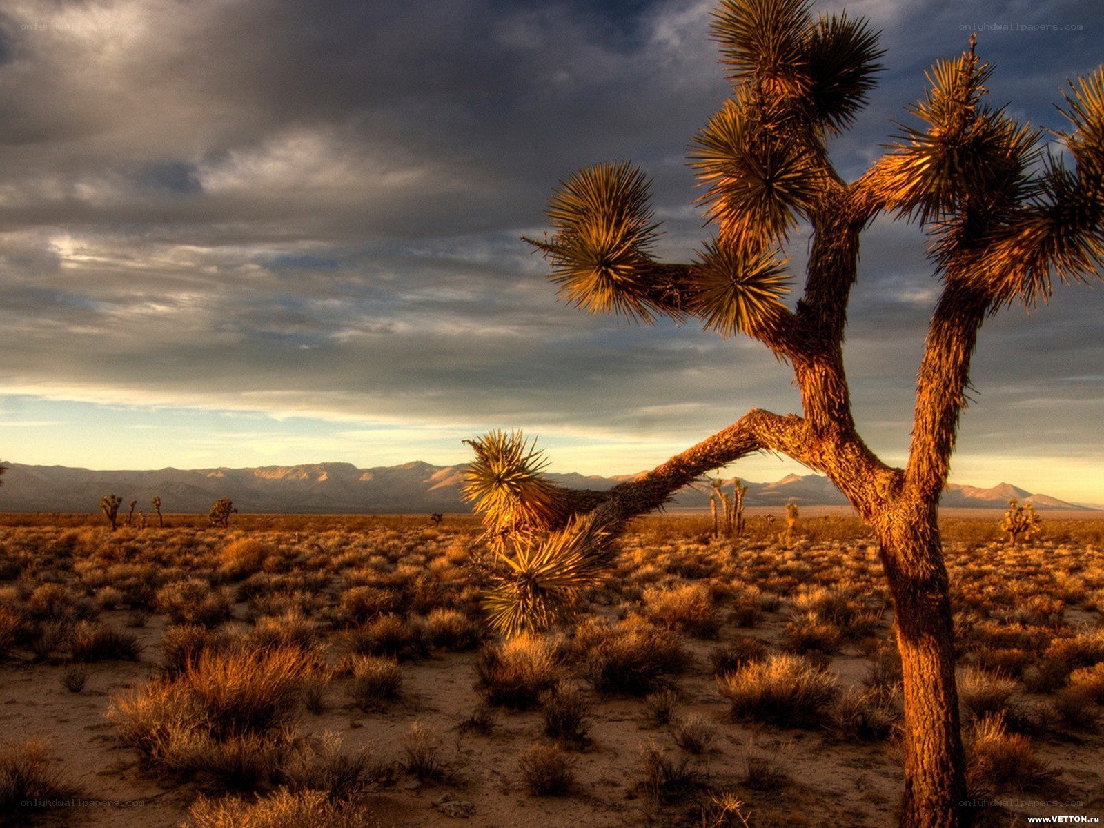 Joshua tree at sunset