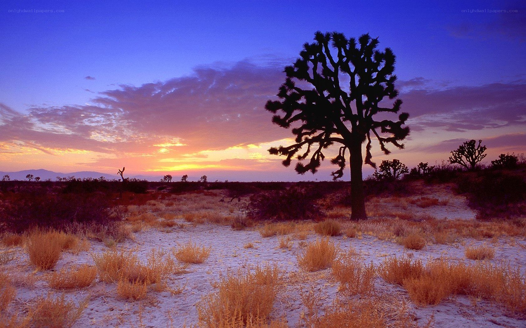 Joshua tree at sunset